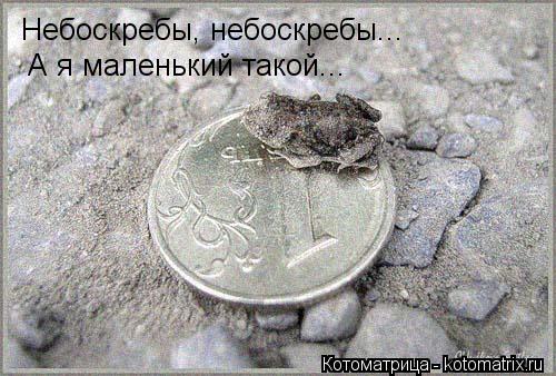 Котоматрица: Небоскребы, небоскребы... А я маленький такой...