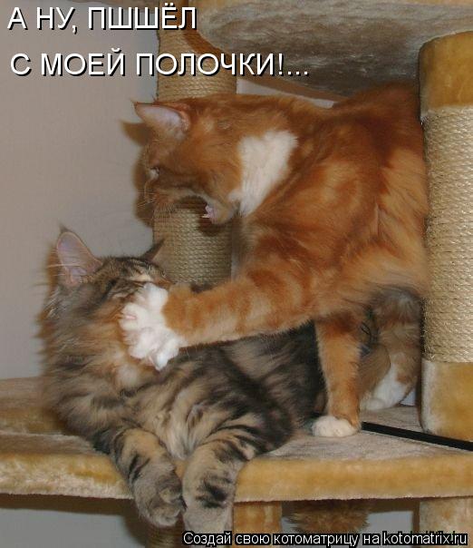 А НУ, ПШШЁЛ С МОЕЙ ПОЛОЧКИ!...... Котоматрица: А НУ, ПШШЁЛ С МОЕЙ ПОЛОЧКИ!...