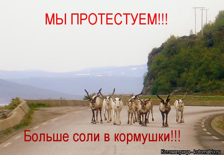МЫ ПРОТЕСТУЕМ!!! Больше соли в кормушки!!!... Котоматрица: МЫ ПРОТЕСТУЕМ!!! Больше соли в кормушки!!!