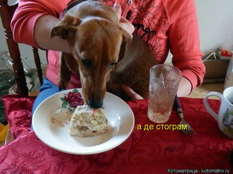 Котоматрица: а де стограм