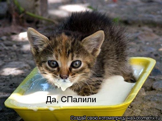 Да, СПалили... Котоматрица: Да, СПалили