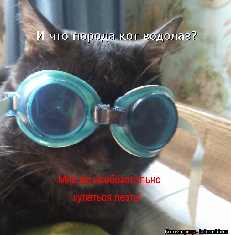 И что порода кот водолаз? Мне же необезательно купаться лезть!... Котоматрица: И что порода кот водолаз? Мне же необезательно купаться лезть!