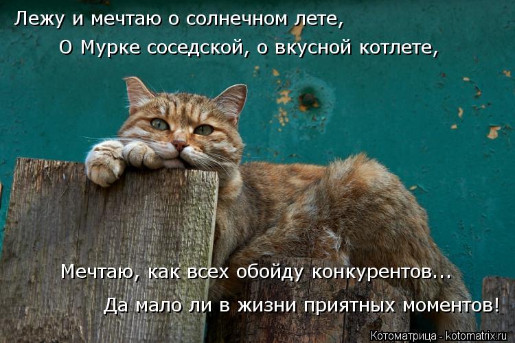 Лежу и мечтаю о солнечном лете, Да мало ли в жизни приятных моментов! Мечтаю, как всех обойду конкуре... Котоматрица: Лежу и мечтаю о солнечном лете, Да мало ли в жизни приятных моментов! Мечтаю, как всех обойду конкурентов... О Мурке соседской, о вкусной котл