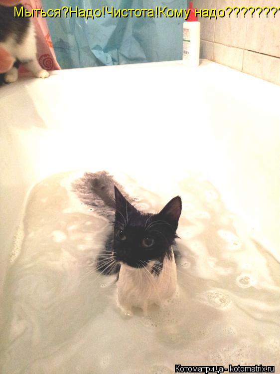 Котоматрица: Мыться?Надо!Чистота!Кому надо???????????