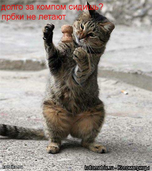 долго за компом сидишь? прбки не летают... Котоматрица: долго за компом сидишь? прбки не летают