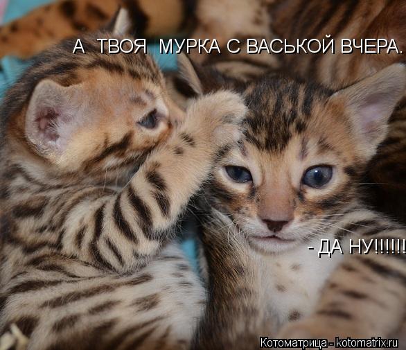 Котоматрица: ДА НУ!!!!!! - А  ТВОЯ  МУРКА С ВАСЬКОЙ ВЧЕРА....