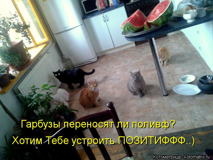 Гарбузы переносят ли поливф? Хотим Тебе устроить ПОЗИТИФФФ..)... Котоматрица: Гарбузы переносят ли поливф? Хотим Тебе устроить ПОЗИТИФФФ..)
