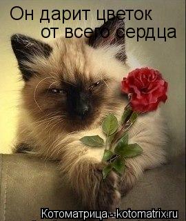 Он дарит цветок от всего сердца... Котоматрица: Он дарит цветок от всего сердца