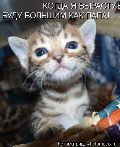 Котоматрица: КОГДА Я ВЫРАСТУ,БУДУ БОЛЬШИМ КАК ПАПА! БУДУ БОЛЬШИМ КАК ПАПА!