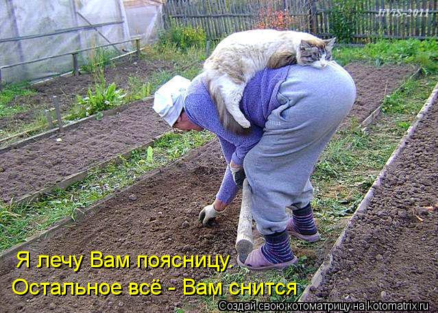 Я лечу Вам поясницу. Остальное всё - Вам снится... Котоматрица: Я лечу Вам поясницу. Остальное всё - Вам снится
