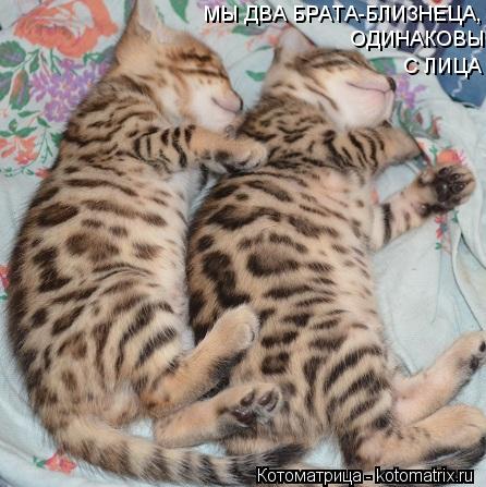Котоматрица: МЫ ДВА БРАТА-БЛИЗНЕЦА, ОДИНАКОВЫ С ЛИЦА  С ЛИЦА