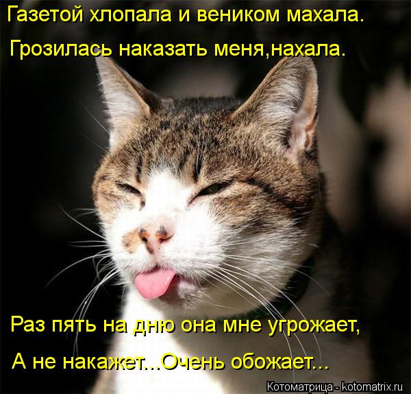 Газетой хлопала и веником махала. Грозилась наказать меня,нахала. Раз пять на дню она мне угрожает, А... Котоматрица: Газетой хлопала и веником махала. Грозилась наказать меня,нахала. Раз пять на дню она мне угрожает, А не накажет...Очень обожает...