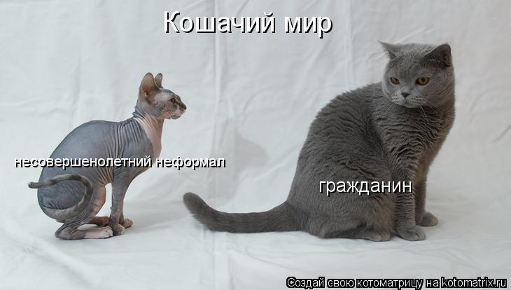 Кошачий мир гражданин несовершенолетний неформал... Котоматрица: Кошачий мир гражданин несовершенолетний неформал