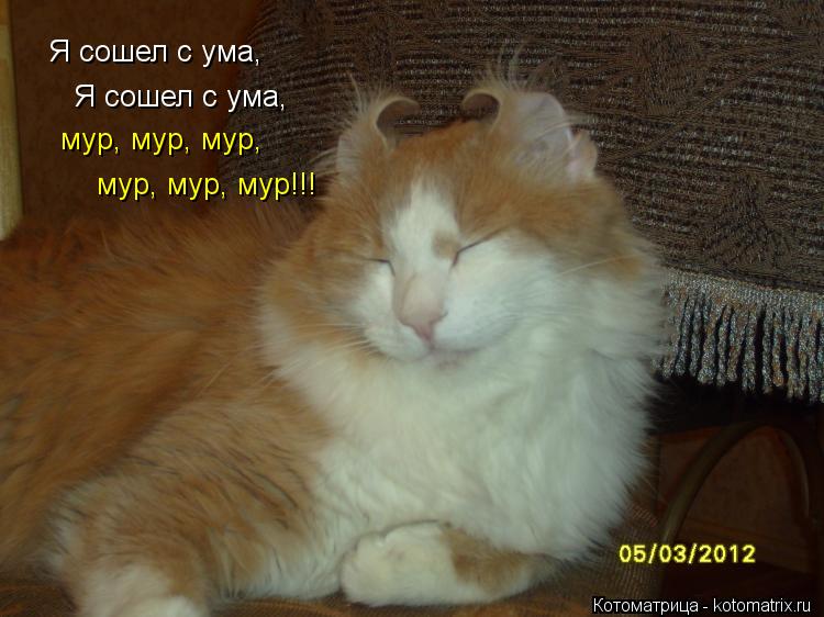 Я сошел с ума, Я сошел с ума, мур, мур, мур, мур, мур, мур!!!... Котоматрица: Я сошел с ума, Я сошел с ума, мур, мур, мур, мур, мур, мур!!!