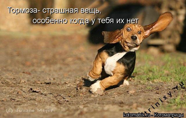 Тормоза- страшная вещь, особенно когда у тебя их нет... Котоматрица: Тормоза- страшная вещь, особенно когда у тебя их нет