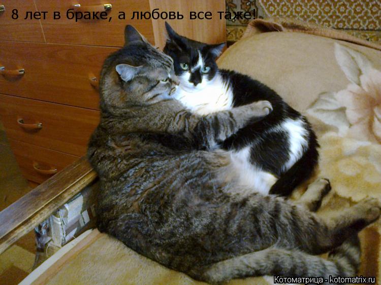 Котоматрица: 8 лет в браке, а любовь все таже!