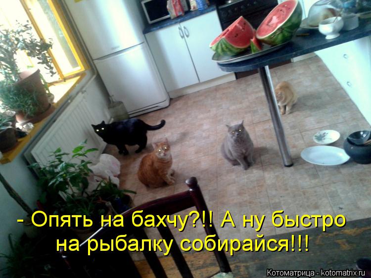 - Опять на бахчу?!! А ну быстро на рыбалку собирайся!!!... Котоматрица: - Опять на бахчу?!! А ну быстро на рыбалку собирайся!!!