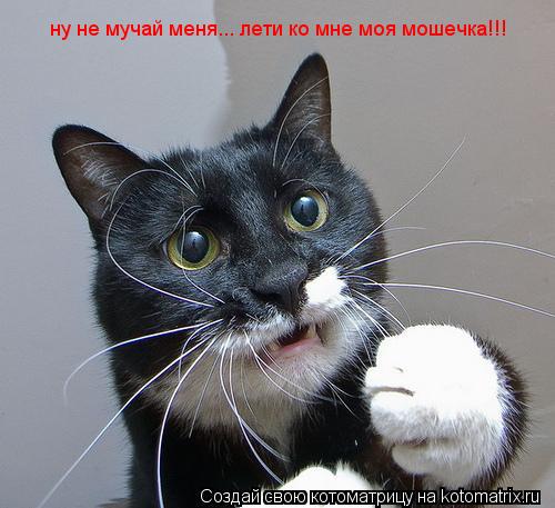 Котоматрица: ну не мучай меня... лети ко мне моя мошечка!!!