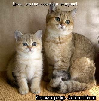Доча...это моя сосиска,и не думай!... Котоматрица: Доча...это моя сосиска,и не думай!