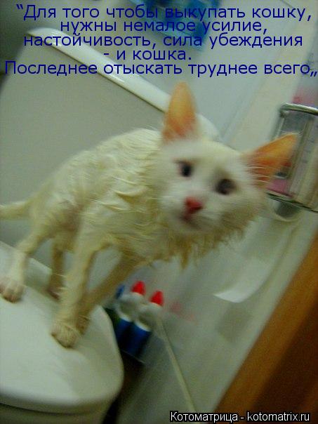 “Для того чтобы выкупать кошку, нужны немалое усилие, настойчивость, сила убеждения - и кошка. Послед... Котоматрица: “Для того чтобы выкупать кошку, нужны немалое усилие, настойчивость, сила убеждения - и кошка. Последнее отыскать труднее всего„ Стивен Б