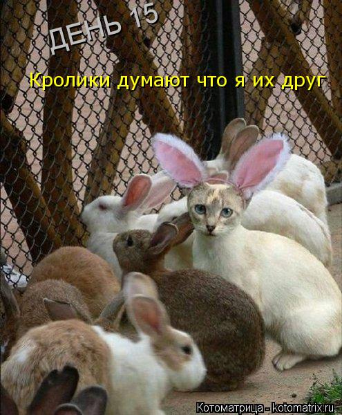 Кролики думают что я их друг ДЕНЬ 15... Котоматрица: Кролики думают что я их друг ДЕНЬ 15