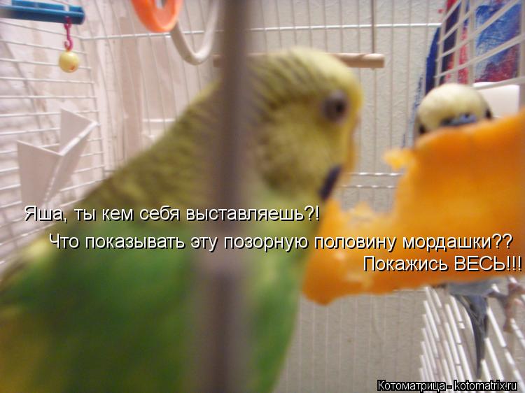 Яша, ты кем себя выставляешь?! Что показывать эту позорную половину мордашки?? Покажись ВЕСЬ!!!... Котоматрица: Яша, ты кем себя выставляешь?! Что показывать эту позорную половину мордашки?? Покажись ВЕСЬ!!!