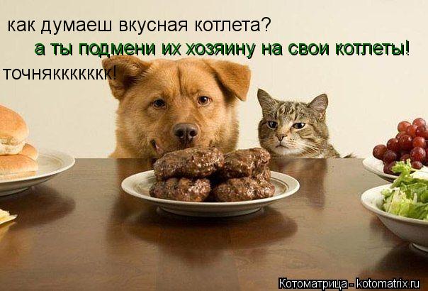 Котоматрица: как думаеш вкусная котлета? а ты подмени их хозяину на свои котлеты! точняккккккк!
