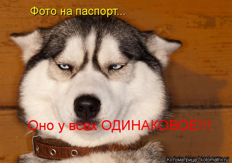 Фото на паспорт... Оно у всех ОДИНАКОВОЕ!!!... Котоматрица: Фото на паспорт... Оно у всех ОДИНАКОВОЕ!!!