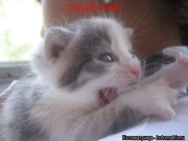 ОТДАЙ КОМП... Котоматрица: ОТДАЙ КОМП