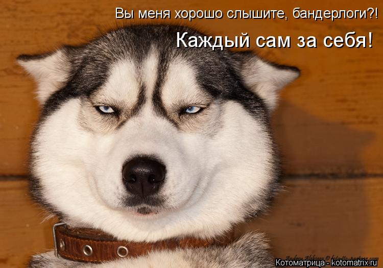 Котоматрица: Вы меня хорошо слышите, бандерлоги?! Каждый сам за себя!