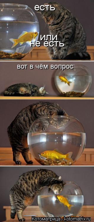 Котоматрица: есть не есть или вот в чём вопрос