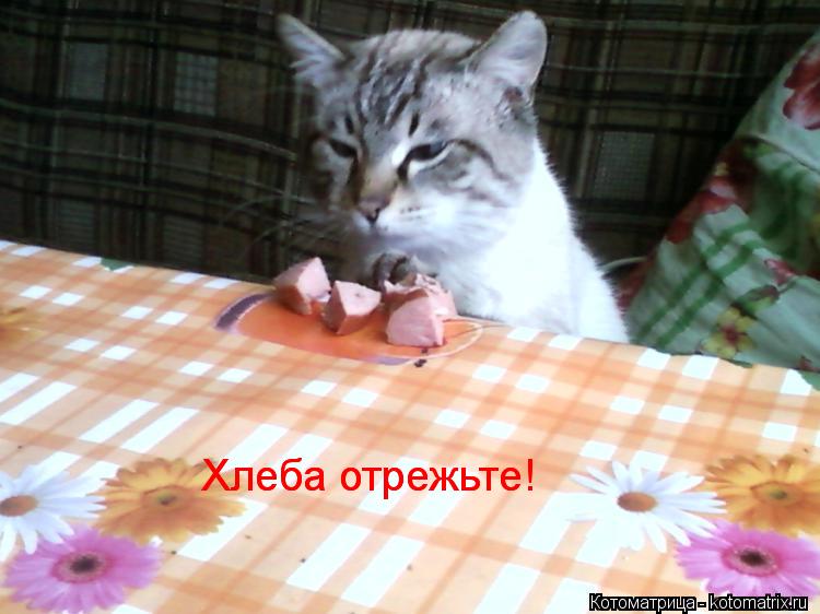 Хлеба отрежьте! Хлеба отрежьте!... Котоматрица: Хлеба отрежьте! Хлеба отрежьте!