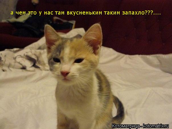 а чем это у нас там вкусненьким таким запахло???....... Котоматрица: а чем это у нас там вкусненьким таким запахло???....