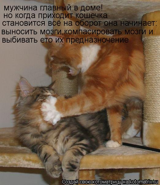 мужчина главный в доме! но когда приходит кошечка становится всё на оборот она начинает: выносить моз... Котоматрица: мужчина главный в доме! но когда приходит кошечка становится всё на оборот она начинает: выносить мозги,компасировать мозги и выбивать ето
