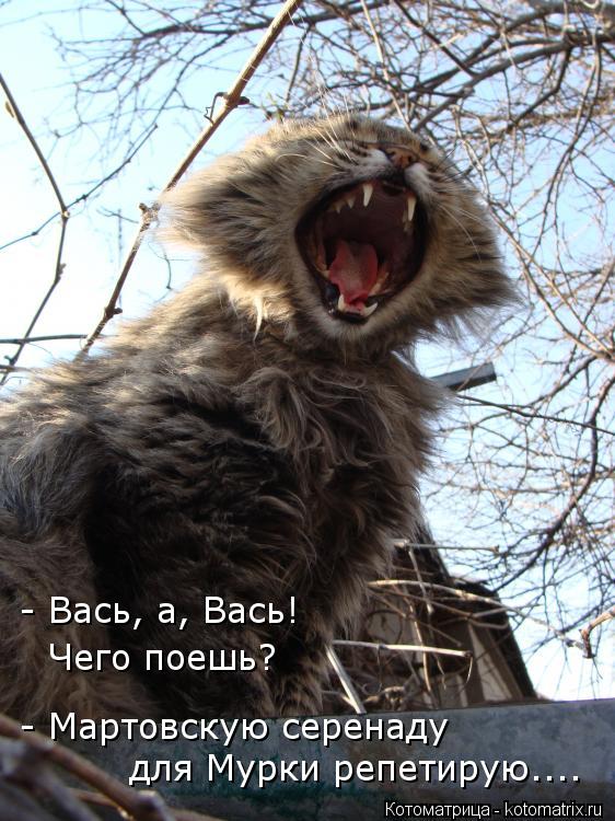 для Мурки репетирую.... - Мартовскую серенаду - Вась, а, Вась! Чего поешь?... Котоматрица: для Мурки репетирую.... - Мартовскую серенаду - Вась, а, Вась! Чего поешь?
