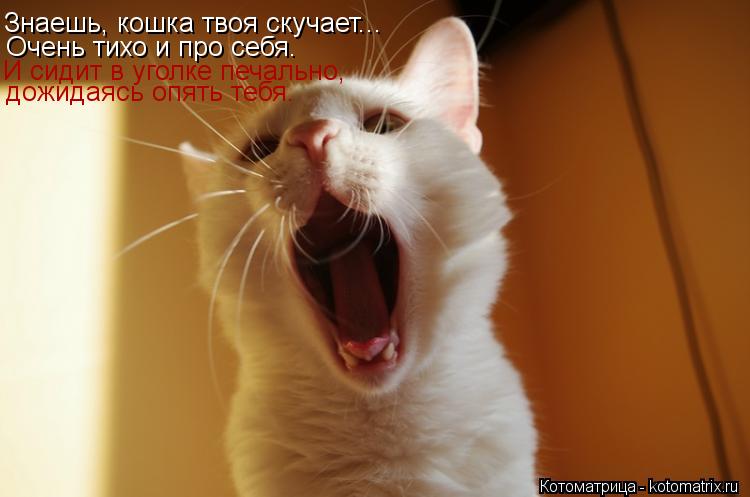 Котоматрица: Знаешь, кошка твоя скучает... Очень тихо и про себя. И сидит в уголке печально, дожидаясь опять тебя.