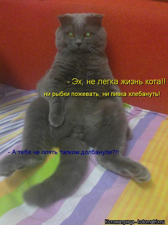 Котоматрица: - Эх, не легка жизнь кота!!    ни рыбки пожевать, ни пивка хлебануть! - А тебя че опять тапком долбанули?!!