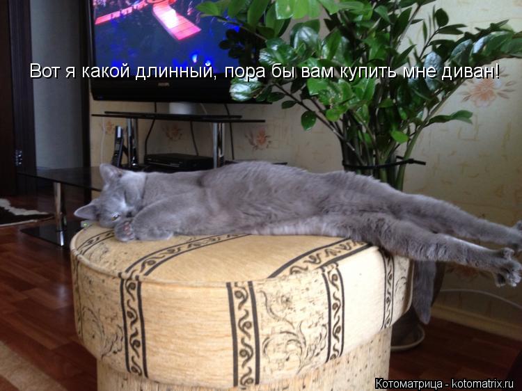 Котоматрица: Вот я какой длинный, пора бы вам купить мне диван!