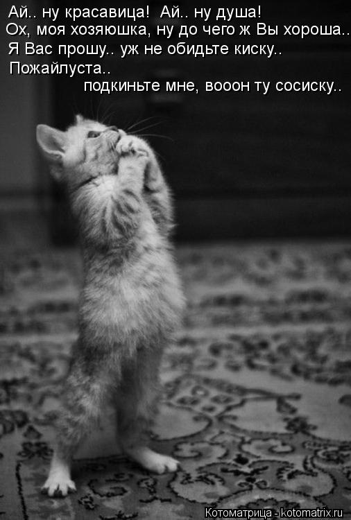 Котоматрица: Ай.. ну красавица!  Ай.. ну душа!  Ох, моя хозяюшка, ну до чего ж Вы хороша.. Я Вас прошу.. уж не обидьте киску.. Пожайлуста..  подкиньте мне, вооон т