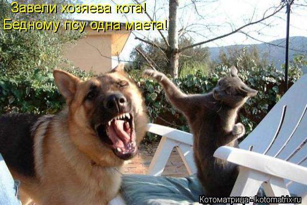 Котоматрица: Завели хозяева кота! Бедному псу одна маета!