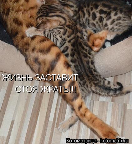 Котоматрица: ЖИЗНЬ ЗАСТАВИТ  СТОЯ ЖРАТЬ!!!