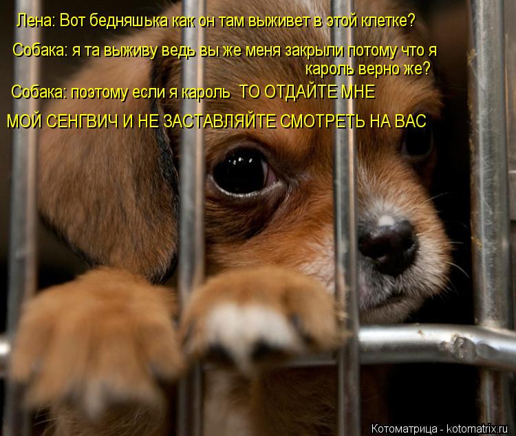 Котоматрица: Лена: Вот бедняшька как он там выживет в этой клетке?  Собака: я та выживу ведь вы же меня закрыли потому что я   кароль верно же? Собака: поэто