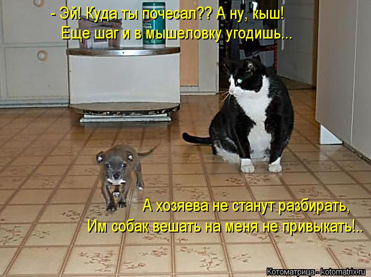 Котоматрица: - Эй! Куда ты почесал?? А ну, кыш! Еще шаг и в мышеловку угодишь... Им собак вешать на меня не привыкать!.. А хозяева не станут разбирать,