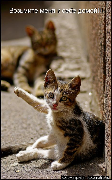 Возьмите меня к себе домой!!!... Котоматрица: Возьмите меня к себе домой!!!