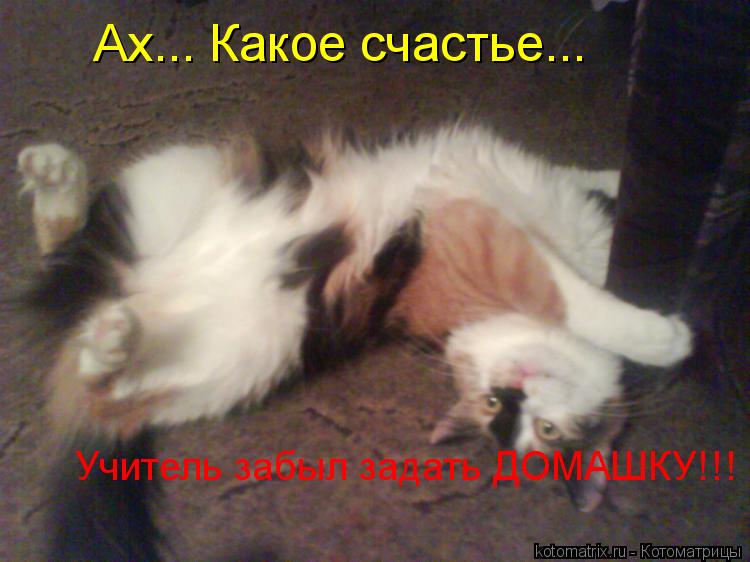 Ах... Какое счастье... Учитель забыл задать ДОМАШКУ!!!... Котоматрица: Ах... Какое счастье... Учитель забыл задать ДОМАШКУ!!!