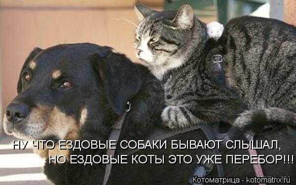 НУ ЧТО ЕЗДОВЫЕ СОБАКИ БЫВАЮТ СЛЫШАЛ, НО ЕЗДОВЫЕ КОТЫ ЭТО УЖЕ ПЕРЕБОР!!!... Котоматрица: НУ ЧТО ЕЗДОВЫЕ СОБАКИ БЫВАЮТ СЛЫШАЛ, НО ЕЗДОВЫЕ КОТЫ ЭТО УЖЕ ПЕРЕБОР!!!