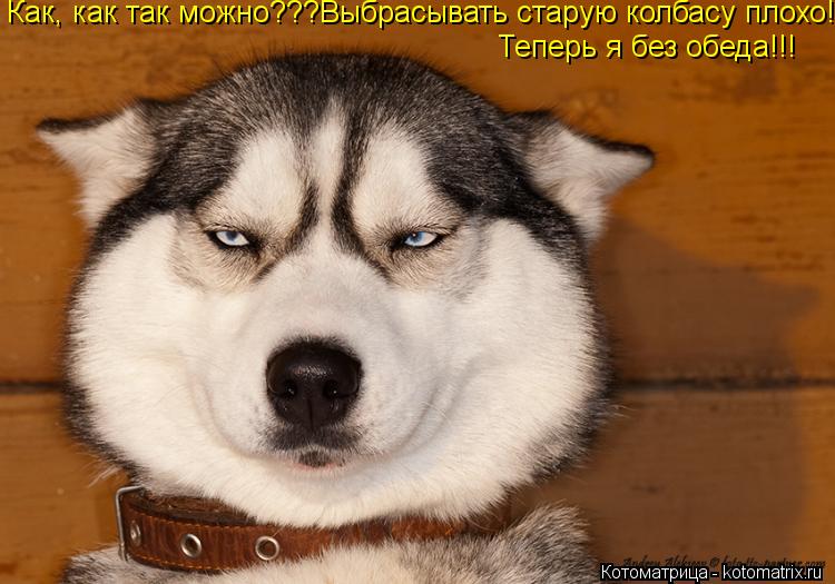 Котоматрица: Как, как так можно???Выбрасывать старую колбасу плохо!!! Теперь я без обеда!!!