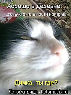Котоматрица: Хорошо в деревне... Димка, ты где? ...хоть кто-то в гости приехал ...хоть кто-то в гости приехал ...хоть кто-то в гости приехал