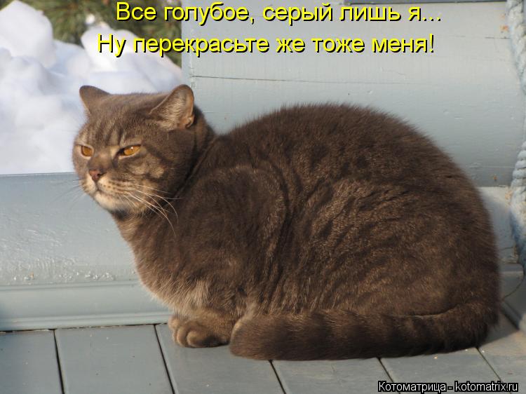 Все голубое, серый лишь я... Ну перекрасьте же тоже меня!... Котоматрица: Все голубое, серый лишь я... Ну перекрасьте же тоже меня!