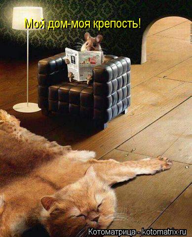 Котоматрица: Мой дом-моя крепость!